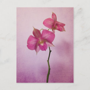 Carte postale Fleurs d'orchidées roses