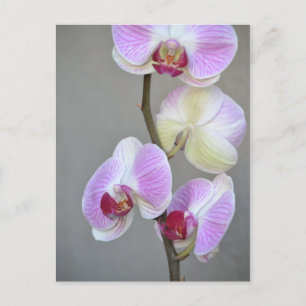 Carte postale Fleurs d'orchidées roses