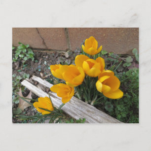 Carte Postale Fleurs du début du printemps