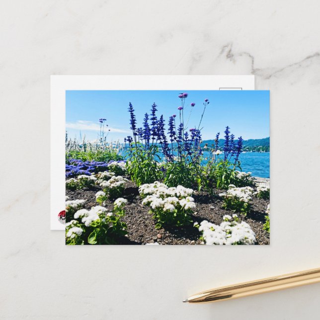 Carte Postale Fleurs du lac de Zurich (Devant/Arrière en situation)