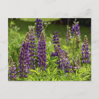 Carte Postale Fleurs du Maine