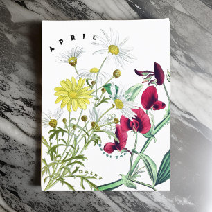 Carte Postale Fleurs du mois d'avril Sweet Pea et Marguerite