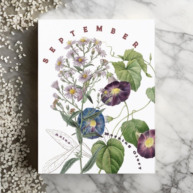 Carte Postale Fleurs du mois de septembre Aster & Volubilis | (Créateur téléchargé)