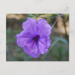 Carte Postale Fleurs écossaises - Ecosse