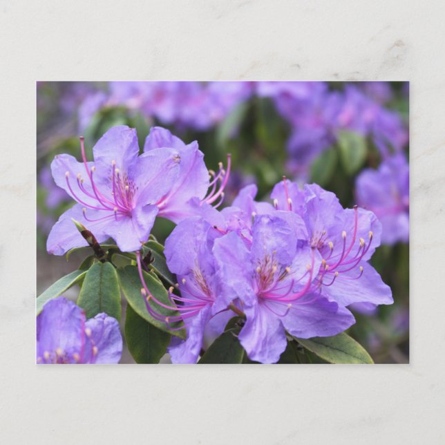 Carte Postale fleurs élégantes d'azalée violette 杜 鹃 花 (Devant)