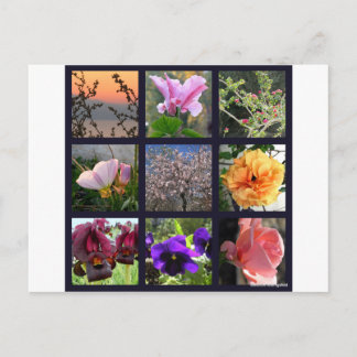 Carte Postale Fleurs en Israël