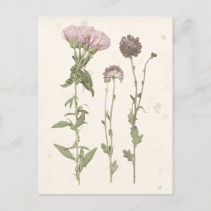 Carte Postale Fleurs en rose