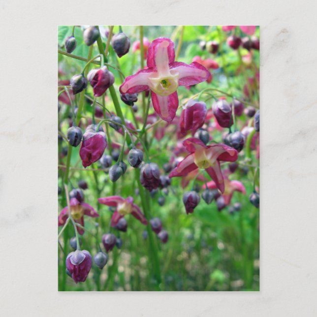 Carte Postale Fleurs Epimedium (Devant)