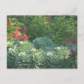 Carte Postale Fleurs et cages