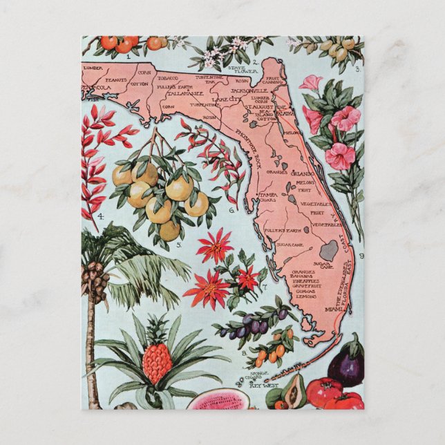 Carte Postale Fleurs et fruits de l'État des Everglades de Flori (Devant)