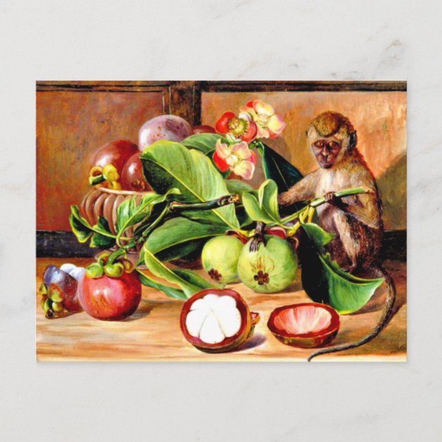 Carte Postale Fleurs et fruits du mangoustan; singe de Singapour (Devant)