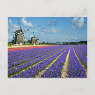 Carte postale Fleurs et moulins à vent