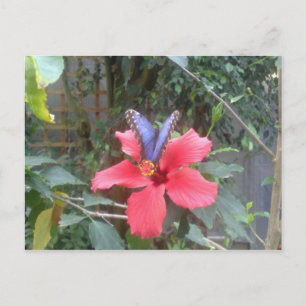 Carte Postale Fleurs et papillons en Franche Comte