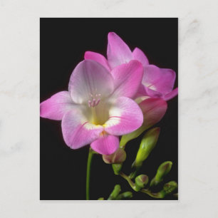Carte Postale Fleurs févénésiennes