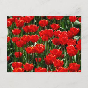 Carte Postale Fleurs Florales Élégantes Tulipe et Rose Photograp