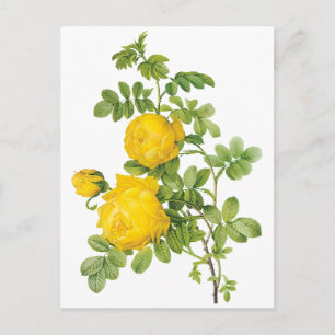 Carte Postale Fleurs florales vintages, Roses jaunes de Redoute