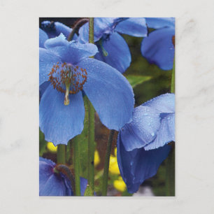 Carte Postale fleurs flore pétales fleurs vignes jardin