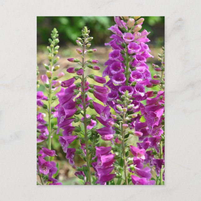 Carte Postale Fleurs Foxglove (Devant)