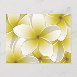Carte Postale Fleurs frangipani/Plumeria
