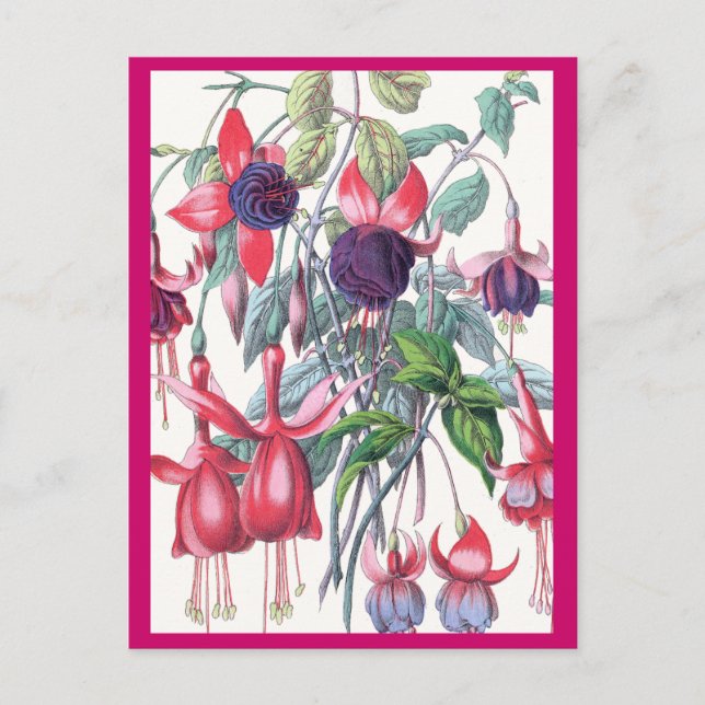 Carte Postale Fleurs Fuchsia à pendage rose et violet (Devant)