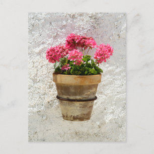 Carte Postale Fleurs   Géranium en fleur en pot