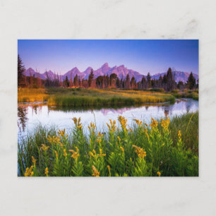 Carte Postale Fleurs Grand Teton National Park, Wyoming