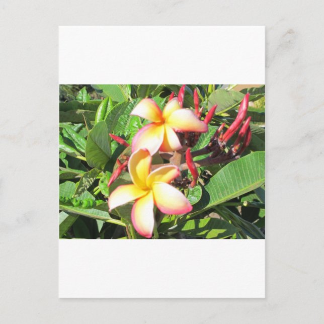 Carte Postale Fleurs hawaïennes - belles fleurs jaunes (Devant)