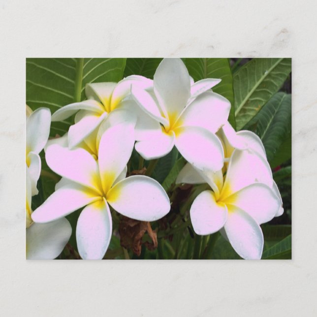 Carte Postale Fleurs Hawaii Plumeria (Devant)
