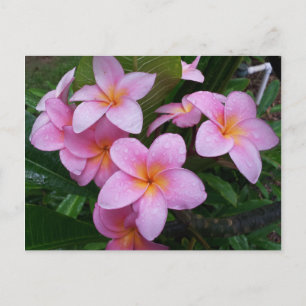 Carte Postale Fleurs Hawaii Plumeria Rose