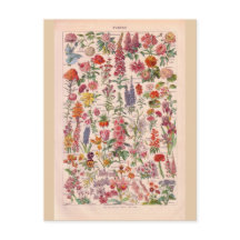 Fleurs historiques vintages