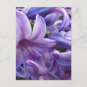 Carte postale Fleurs Hyacinth