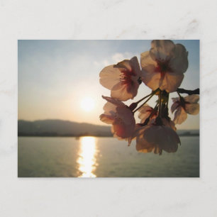 Carte Postale Fleurs japonaises de cerises