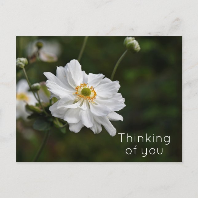 Carte Postale Fleurs Jardin d'anémones blanches pensant à vous (Devant)