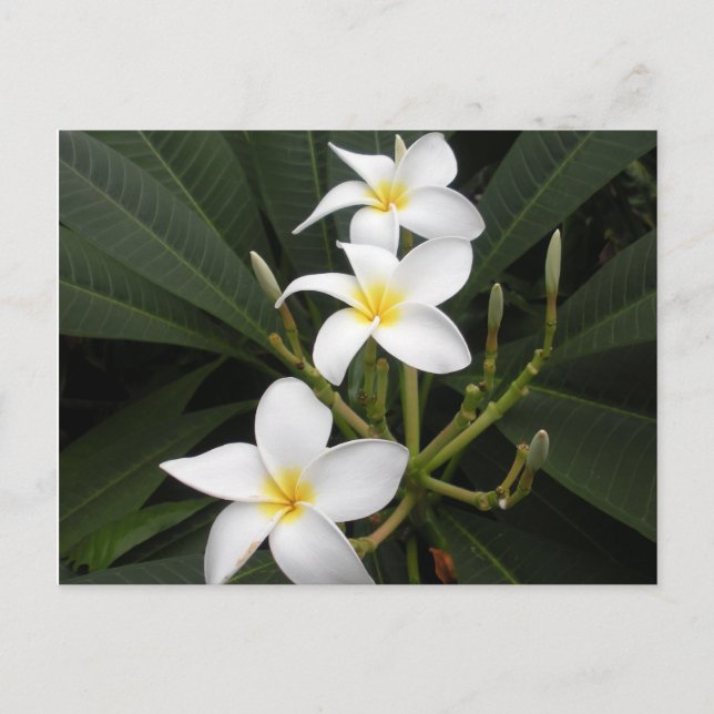 Carte Postale Fleurs - Jardins botaniques de Bellingrath (Devant)