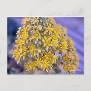 Carte postale Fleurs Jaunes