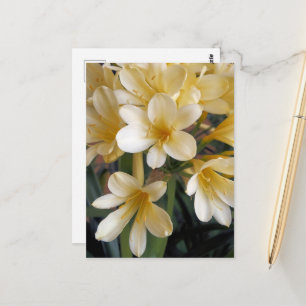 CARTE POSTALE FLEURS JAUNES