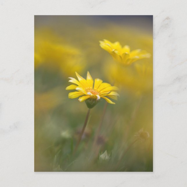 Carte Postale Fleurs jaunes (Devant)