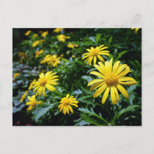 Carte postale Fleurs Jaunes
