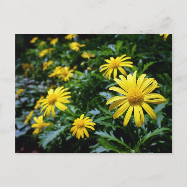 Carte postale Fleurs Jaunes (Devant)
