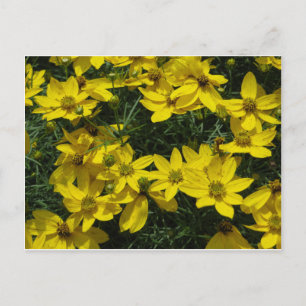 Carte Postale Fleurs jaunes