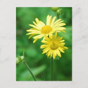 Carte postale Fleurs Jaunes