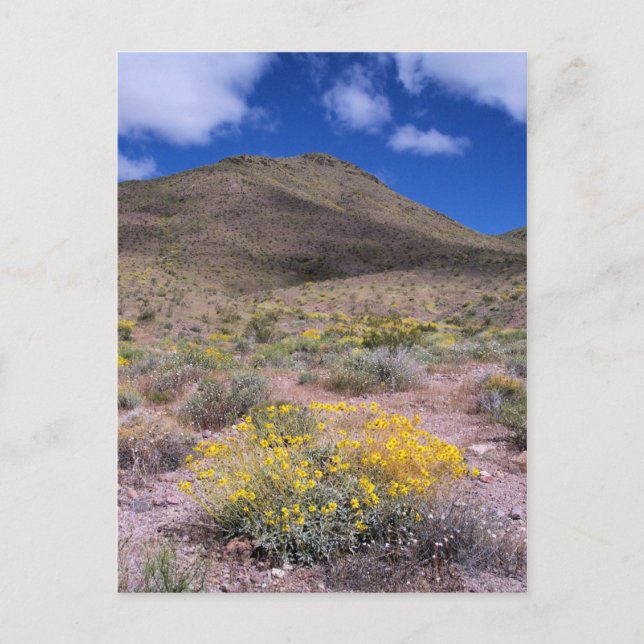 Carte Postale Fleurs jaunes dans la vallée de la Mort (Devant)