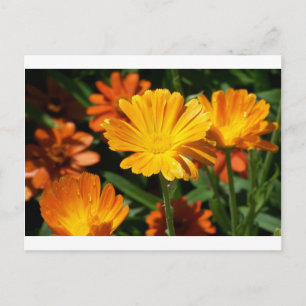 Carte Postale Fleurs Jaunes Fleurs Art Paix Aimer Destiny