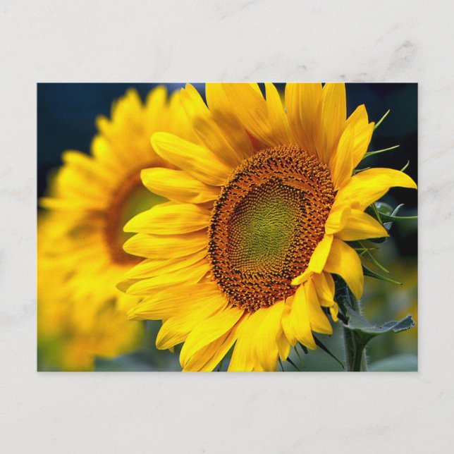 Carte Postale Fleurs Jaunes Florales - Bonjour, En Pensant À Vou (Devant)