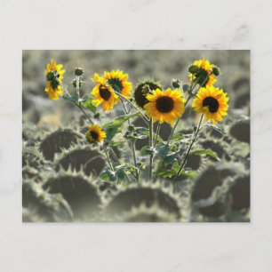Carte Postale Fleurs jaunes jaunes
