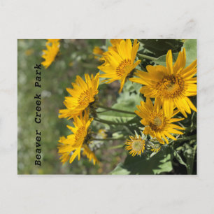 Carte Postale Fleurs Jaunes Ours Paw Mtns