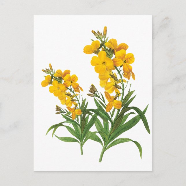 Carte Postale Fleurs jaunes vintages illustration botanique (Devant)