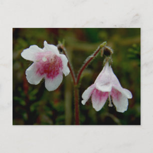 Carte Postale Fleurs jumelles, île Unalaska