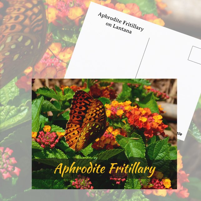Carte Postale Fleurs Lantana de papillon Fritillaire Photographi (Créateur téléchargé)