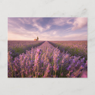 Carte Postale Fleurs   Lavande Sud France
